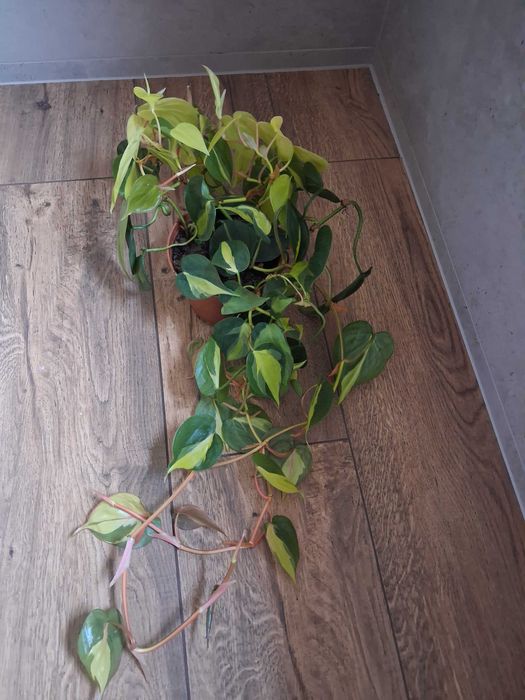 Philodendron scandens 'Brasil' Filodendron pnący
