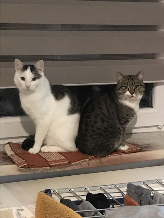 Zaginęły dwa koty w Kolonowskim