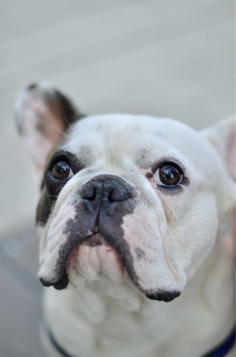 Французкий бульдог.Вязка