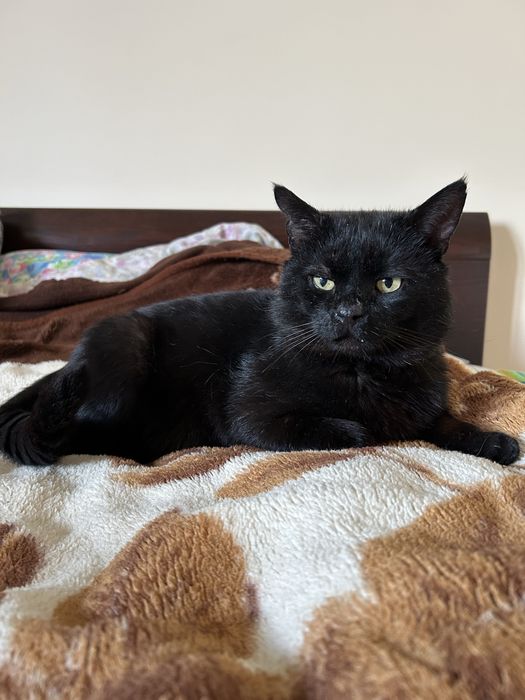 Zaginął czarny kocur