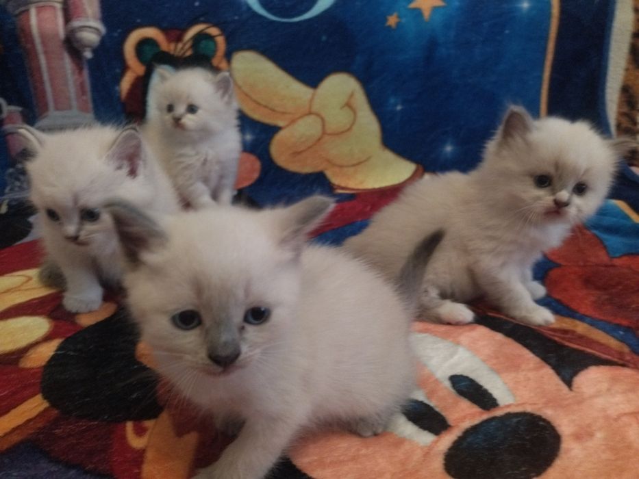 Весняні котенята Сеамськие тайские блюпоиды