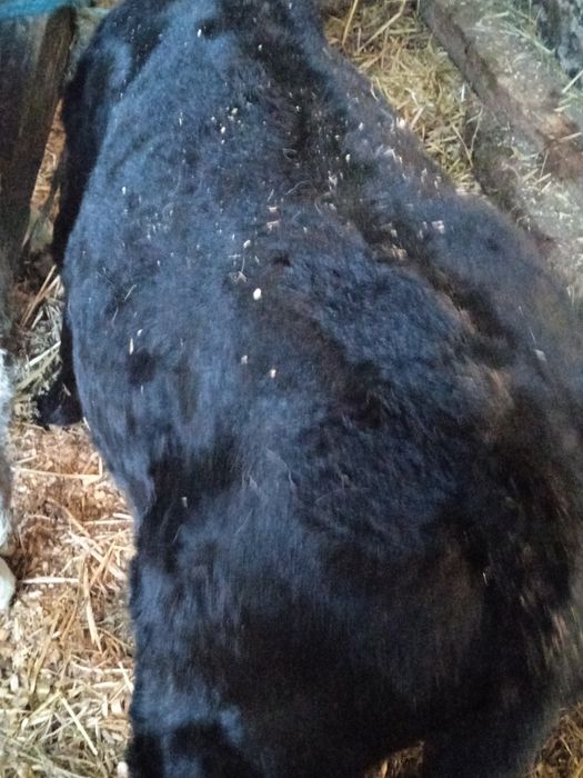 Cielak byczek jałoszka mięsne odsadki