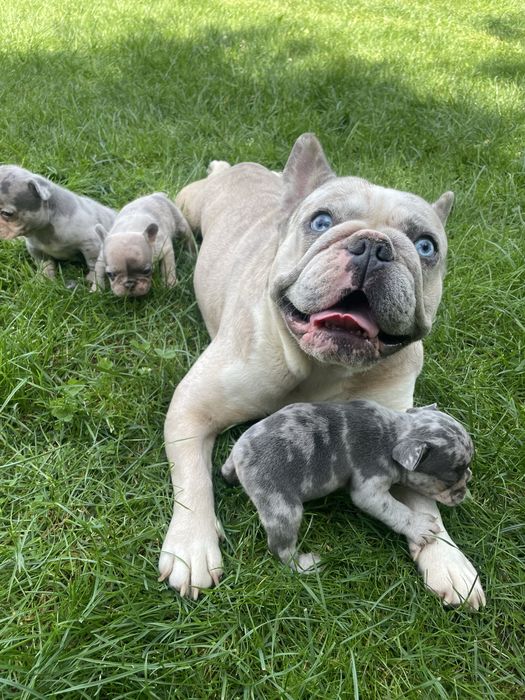 Myszka Buldog Francuski Blue Merl