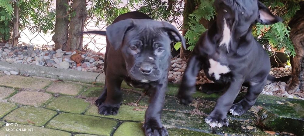 Amstaff szczenię z metryką