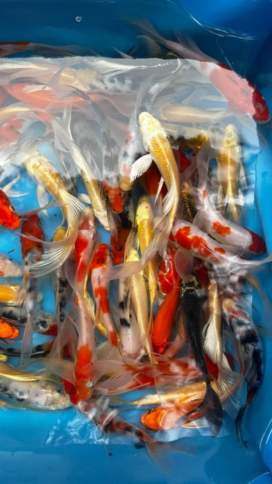 Oryginalne karpie Koi