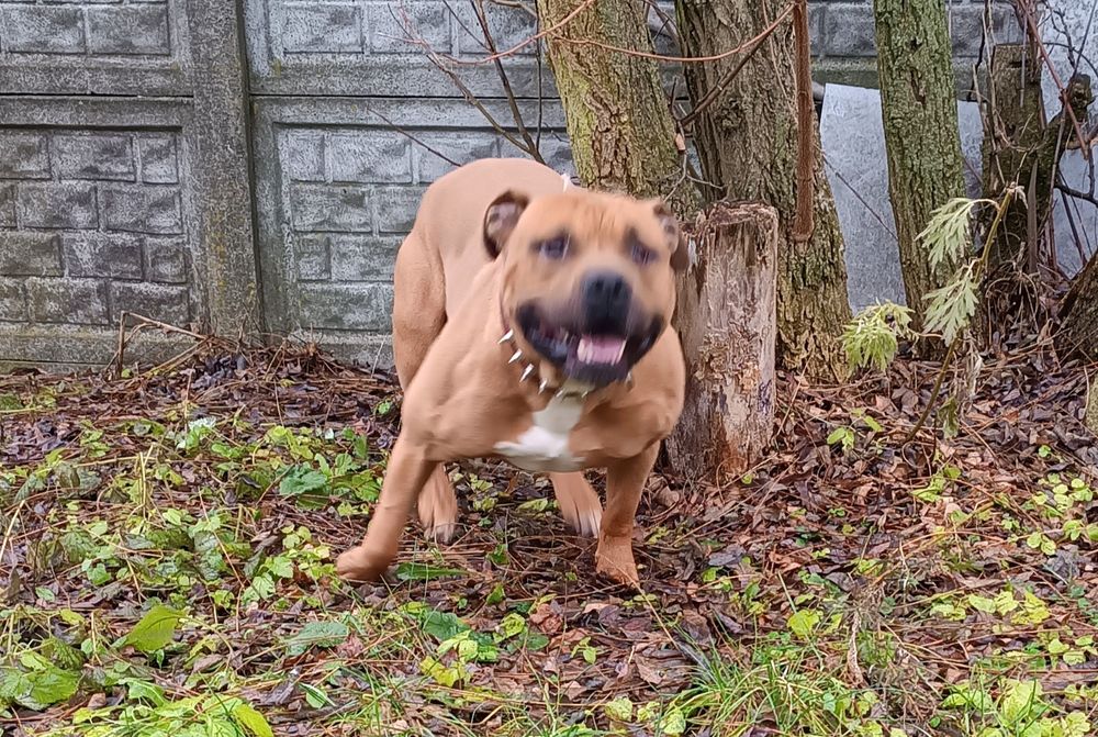 Amstaff "Rudek"szuka dobrego domu