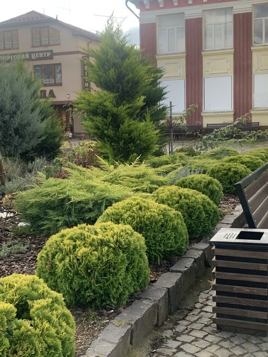 Послуги садівника Садівник посадка живоплоту , жива огорожа