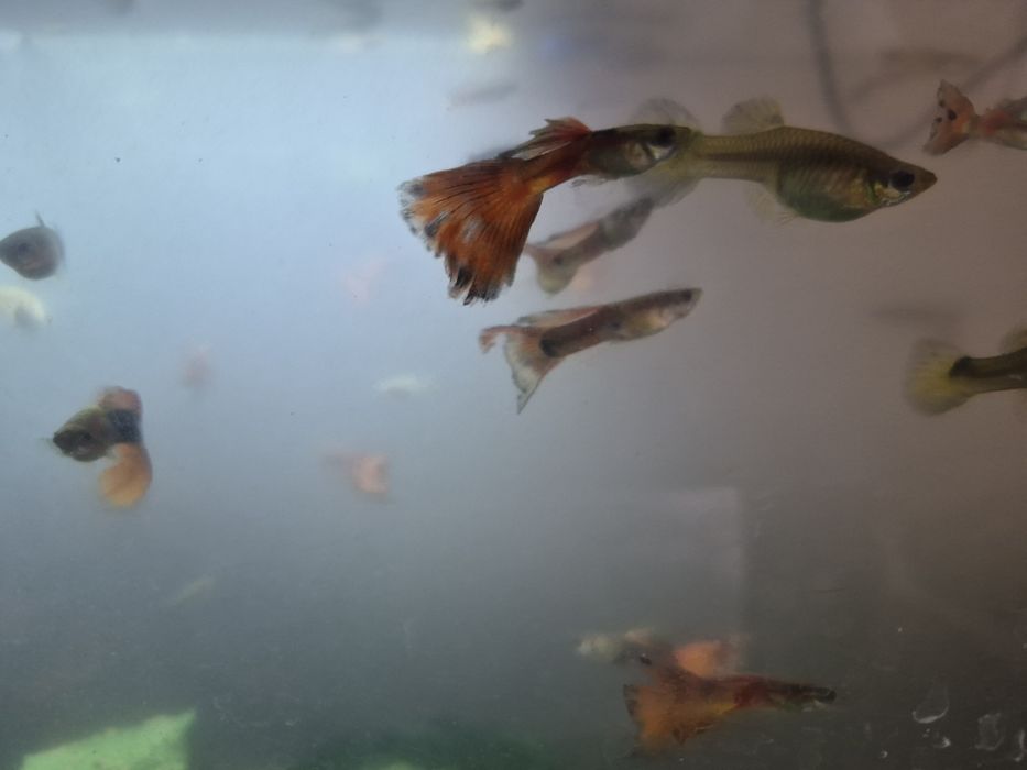 Guppies 10 casais