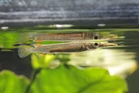 GB Półdziobek karłowaty, (Dermogenys pusilla)