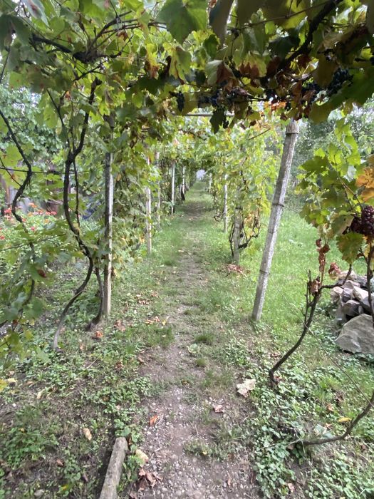 ‼️Продам будинок в Берегові