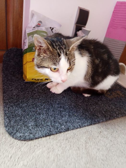 Wysterylizowana kotka szuka domu niewychodzącego