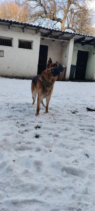 Owczarek Niemiecki znaleziony w Przyborowie -Gmina Wińsko .