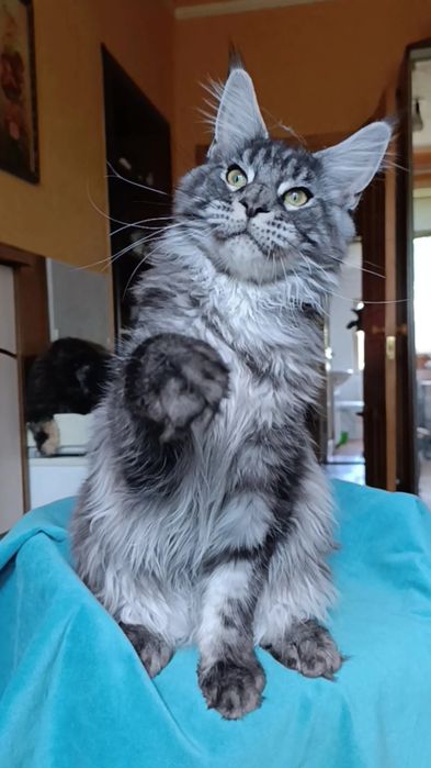 Котик породы Мейн Кун