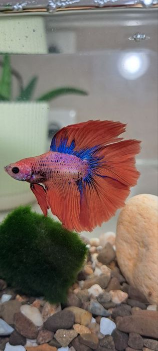 Подарунок - Королівська рибка в акваріумі на 5 л