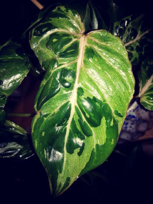 Philodendron Gloriosum Snow Leopard Variegata Mutation UNIKAT monstera