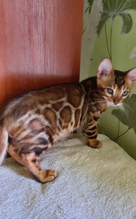 Хлопчик бенгал в улюбленці , BEN 24