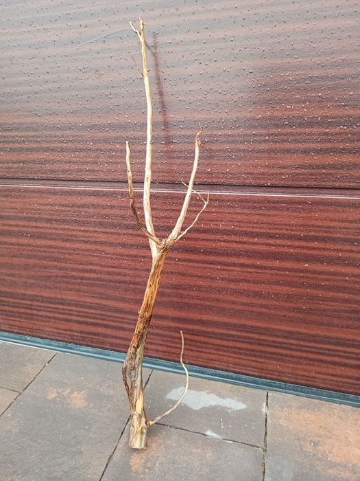 Podłużny, średni naturalny korzeń do akwarium