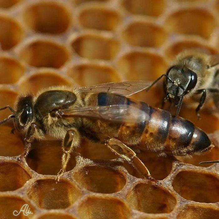 Matki Pszczele 2025 z Linii Alpejka, Krainka W50 Austria,