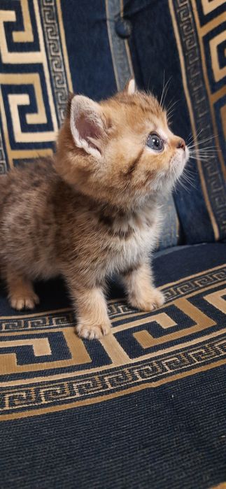 Золотая кошечка шиншилла