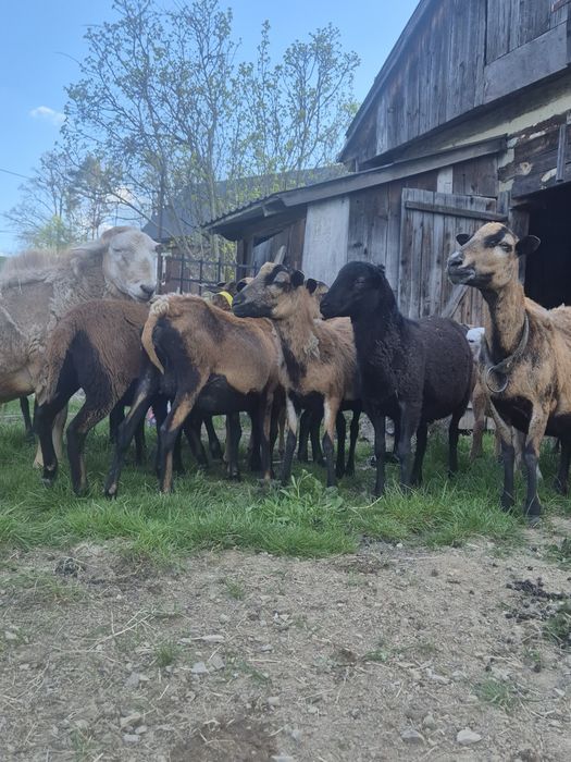 Owce, jagnięta - barbadosy, nolany