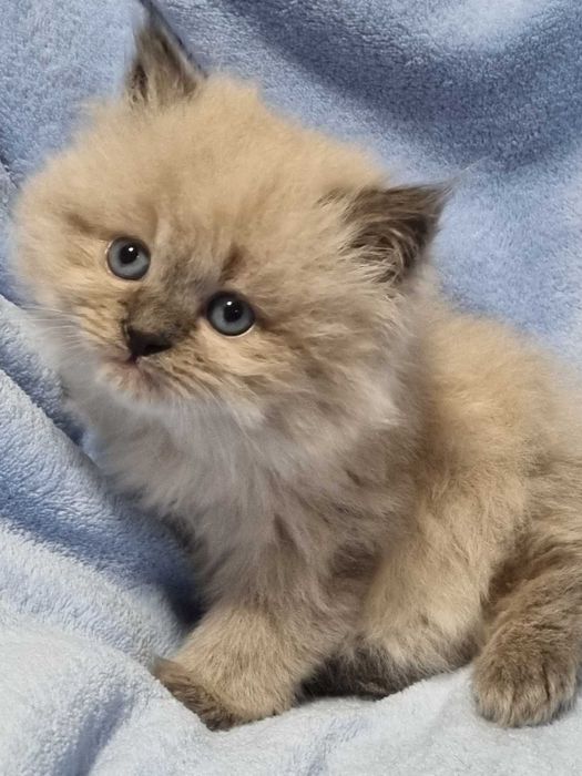 Невські маскарадні кошенята.Малюки народились 24.12.2026.Бронь