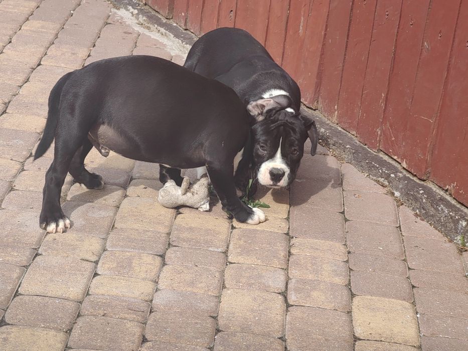 american bully szczenię z metryką