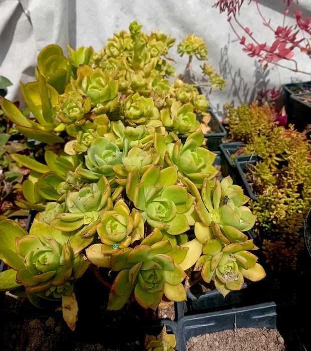 Suculentas va'rias