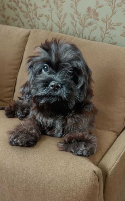 Мальтипу. Малыш в чёрном окрасе.