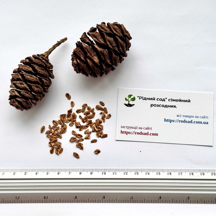 Секвойядендрон насіння секвоя метасеквоя cемена є безкоштовна доставка