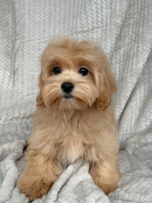 Підрощена красуня 7 міс