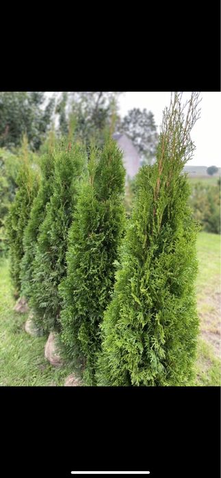 Tuja Szmaragd 150-160 DOSTAWA | SADZENIE (120/130/140)Tuje Thuje Thuja