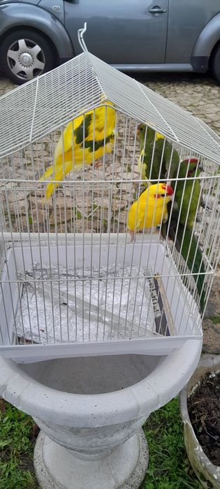 Kakarikis de bom porte