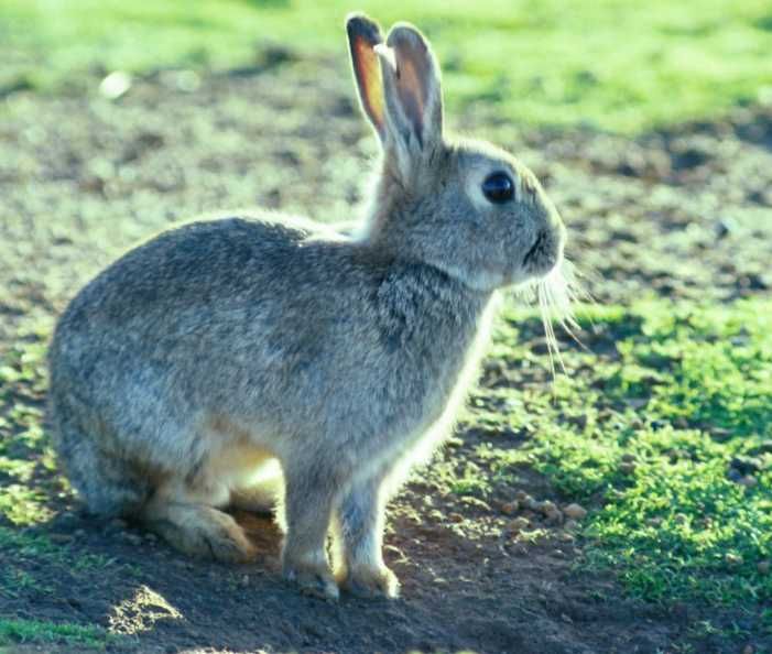 Продам молодняка австралийского кролика