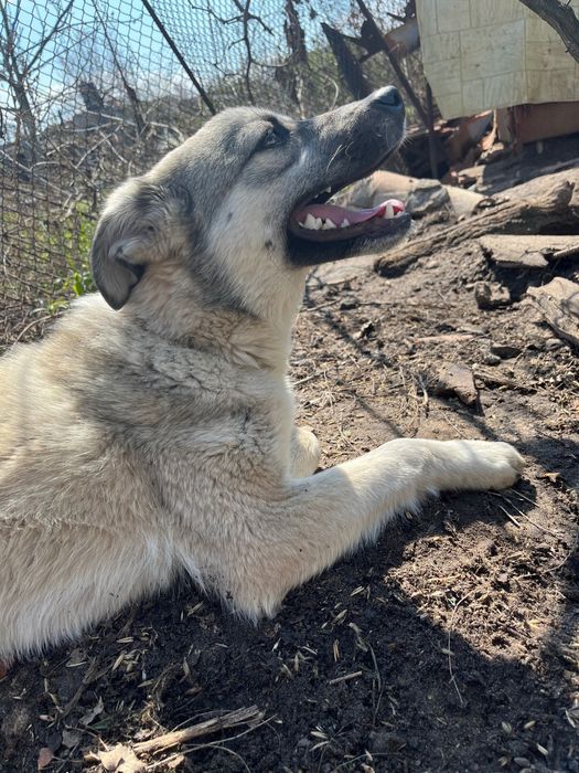 Собака шукає дім