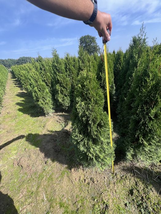 Tuja szmaragd 180-200cm promocja  (hybryda) kopana z gruntu