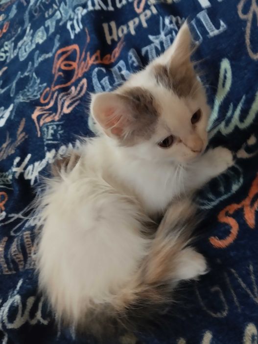 Віддам в гарні руки кошеня