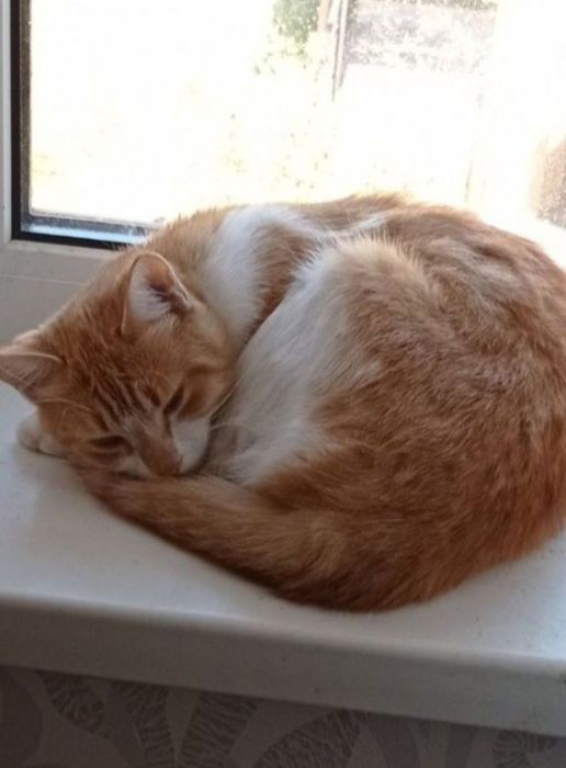 Отдам даром в добрые руки рыжих кошечек