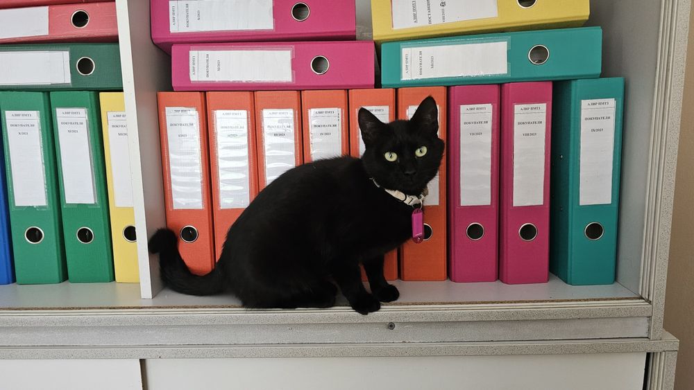 Кішка Мася 1,5 рочки