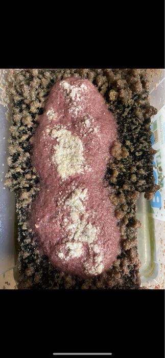 Трубочник Изя.                                             .