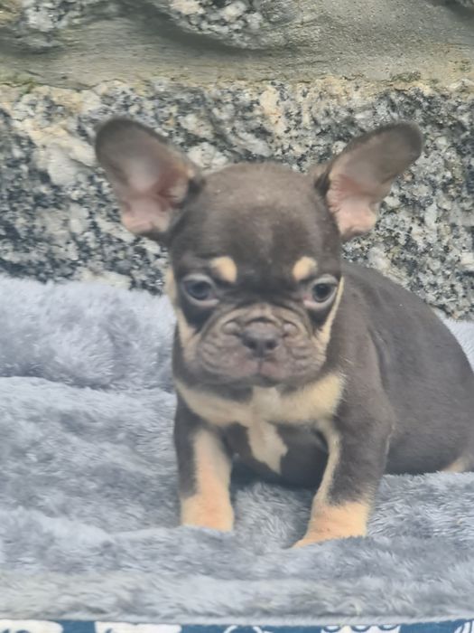 Buldogue francês pais ha vista