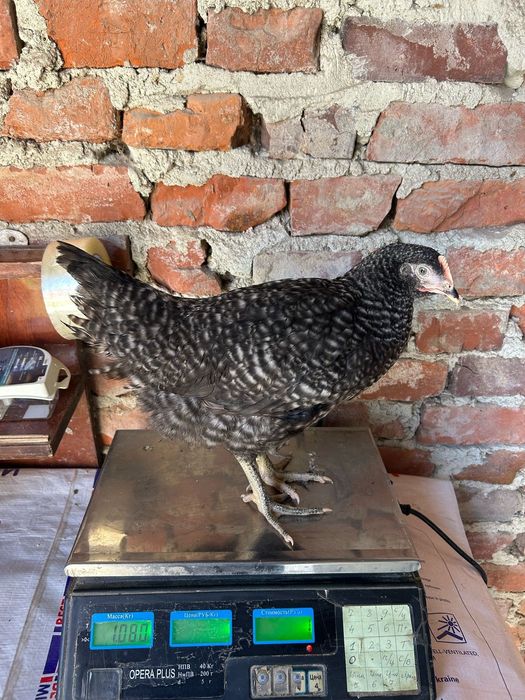 Курочки несучки крос Домінант