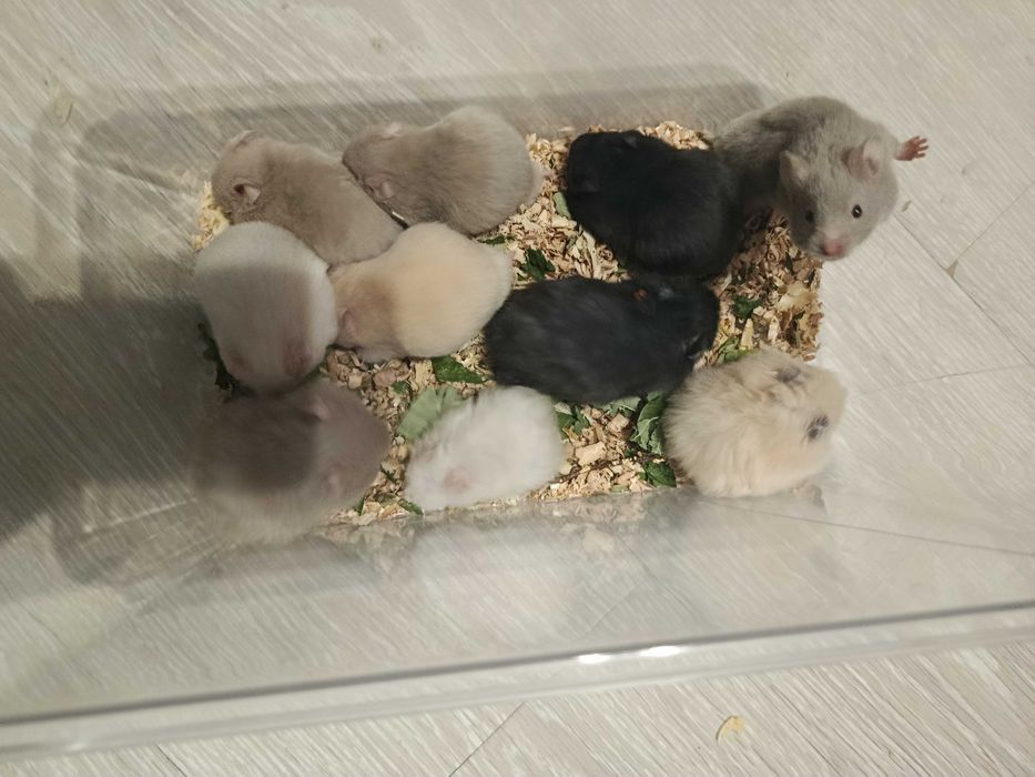 Хомяки  : пепельные, кремовые, черные . джунгарские