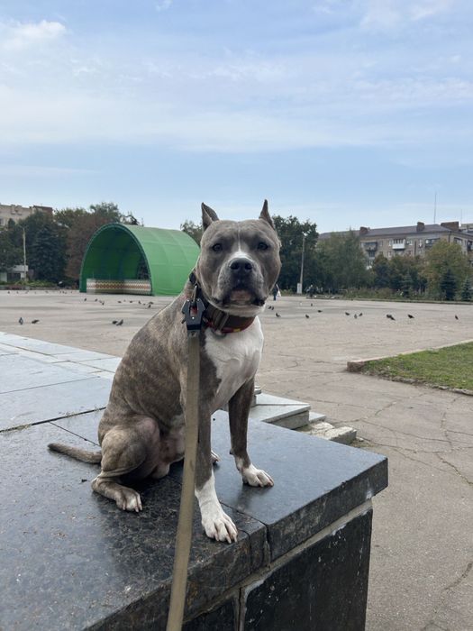 Предлагаем кабеля для вязки,Американский Стафордширский терьер