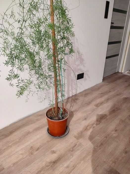 Kwiatek doniczkowy asparagus duża sadzonka