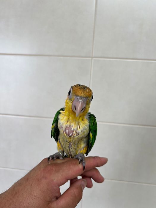 Marianinha Cabeca Canela Calção Amarelo