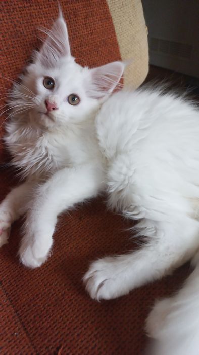 Kocurek Maine Coon WCF