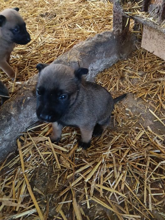 Owczarek belgijski malinois