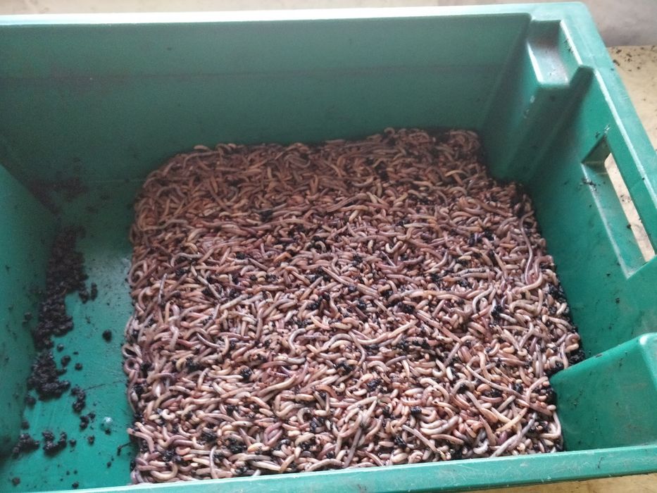 Опарыш,фасований червь, дендробена, мотиль мешковой, опариш