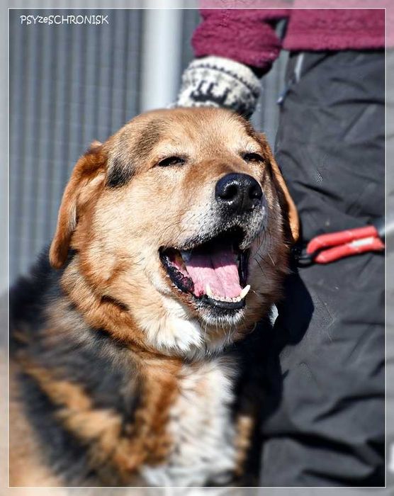 Witek – przy człowieku rozkwita jakby był szczeniakiem