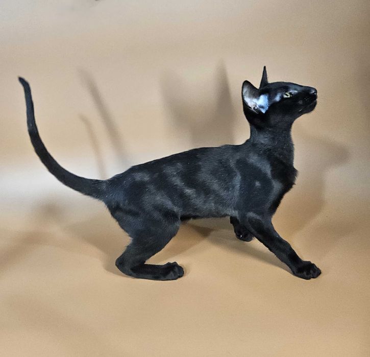 Ориентальный черный котенок мальчик Izyum